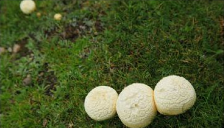 刚察黄蘑菇1.gif